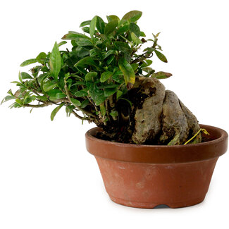 Gardenia jasminoides, 15 cm, ± 12 anni