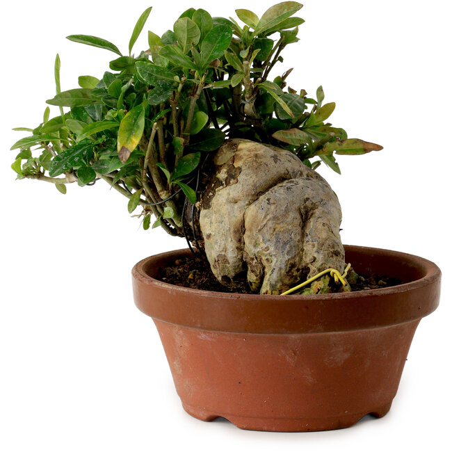 Gardenia jasminoides, 15 cm, ± 12 jaar oud, met een nebari van 8 cm.