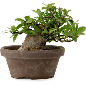 Gardenia jasminoides, 10 cm, ± 12 ans