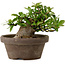 Gardenia jasminoides, 10 cm, ± 12 ans, avec un nebari de 5 cm