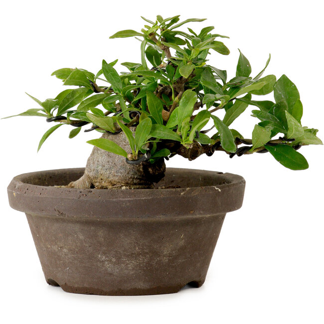 Gardenia jasminoides, 10 cm, ± 12 ans, avec un nebari de 5 cm