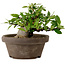 Gardenia jasminoides, 10 cm, ± 12 ans, avec un nebari de 5 cm