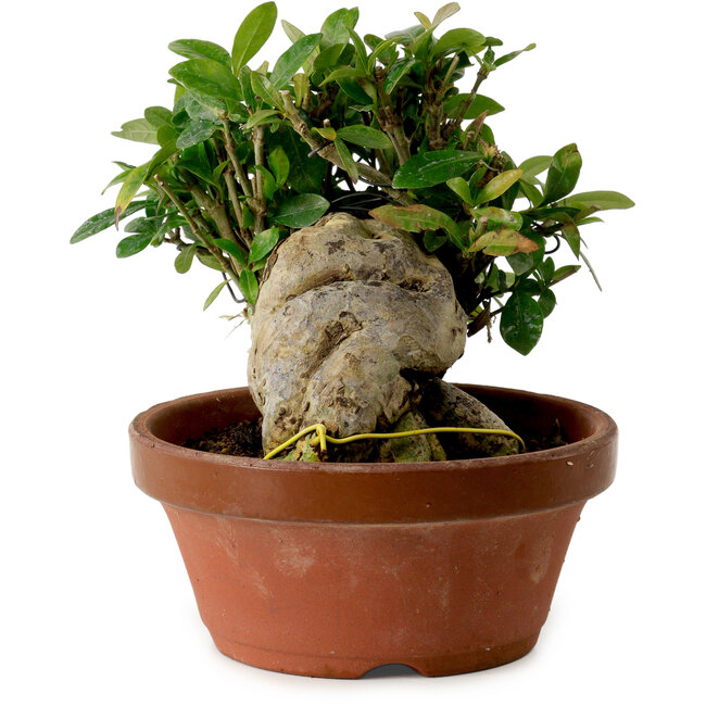 Gardenia jasminoides, 15 cm, ± 12 anni, con nebari di 8 cm