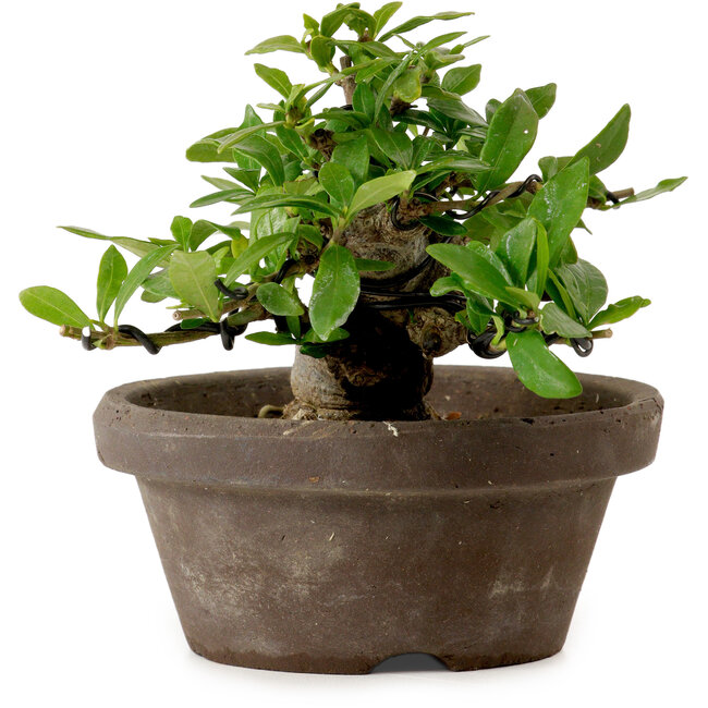 Gardenia jasminoides, 10 cm, ca. 12 Jahre alt, mit einem Wurzelhals von 5 cm