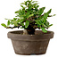 Gardenia jasminoides, 10 cm, ± 12 ans, avec un nebari de 5 cm