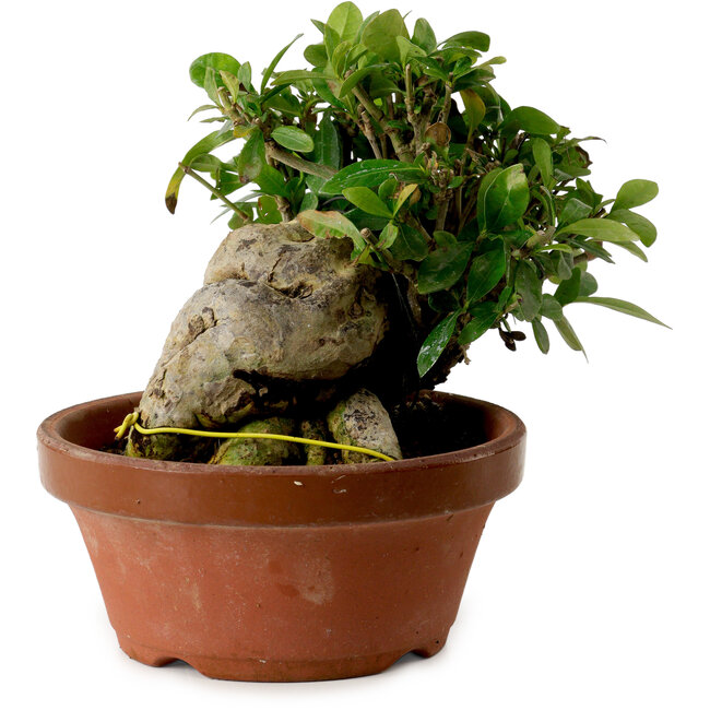 Gardenia jasminoides, 15 cm, ± 12 jaar oud, met een nebari van 8 cm.