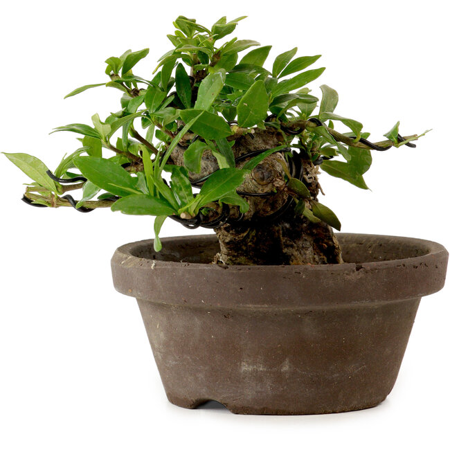 Gardenia jasminoides, 10 cm, ± 12 años de edad, con un nebari de 5 cm.