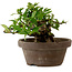 Gardenia jasminoides, 10 cm, ± 12 ans, avec un nebari de 5 cm