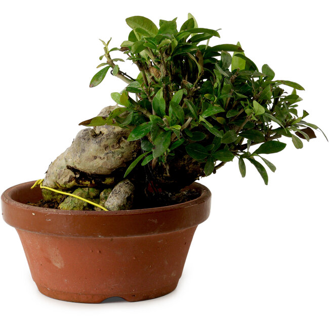 Gardenia jasminoides, 15 cm, ± 12 jaar oud, met een nebari van 8 cm.