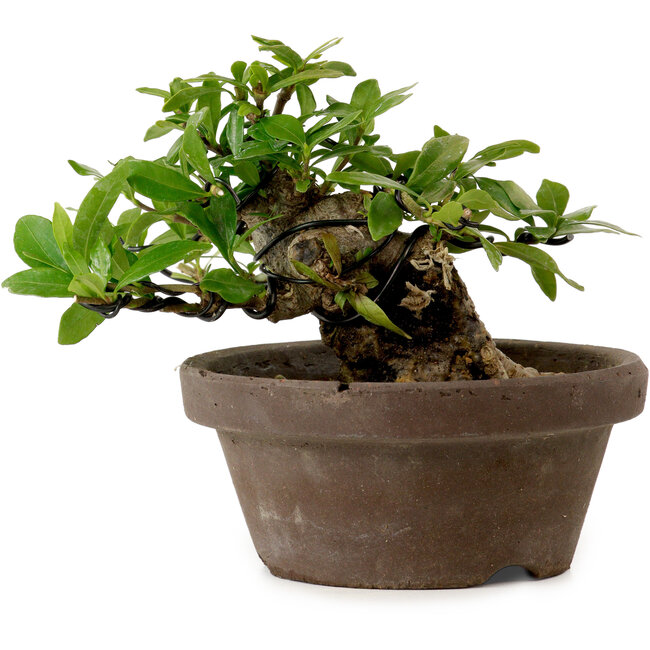 Gardenia jasminoides, 10 cm, ca. 12 Jahre alt, mit einem Wurzelhals von 5 cm