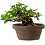 Gardenia jasminoides, 10 cm, ± 12 ans, avec un nebari de 5 cm