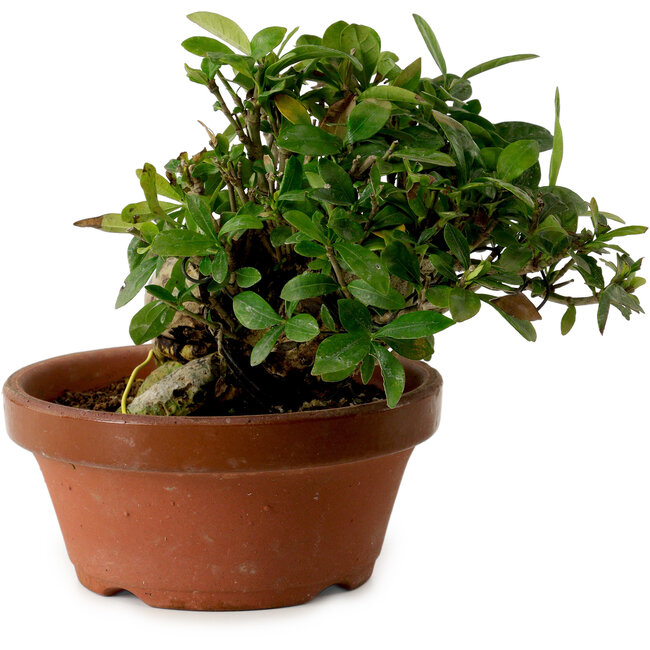 Gardenia jasminoides, 15 cm, ± 12 anni, con nebari di 8 cm