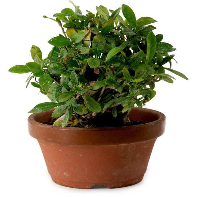 Gardenia jasminoides, 15 cm, ca. 12 Jahre alt, mit einem Wurzelhals von 8 cm