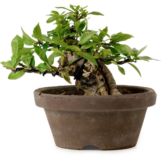 Gardenia jasminoides, 10 cm, ± 12 jaar oud, met een nebari van 5 cm.