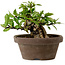 Gardenia jasminoides, 10 cm, ± 12 ans, avec un nebari de 5 cm