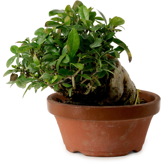 Gardenia jasminoides, 15 cm, ± 12 jaar oud, met een nebari van 8 cm.