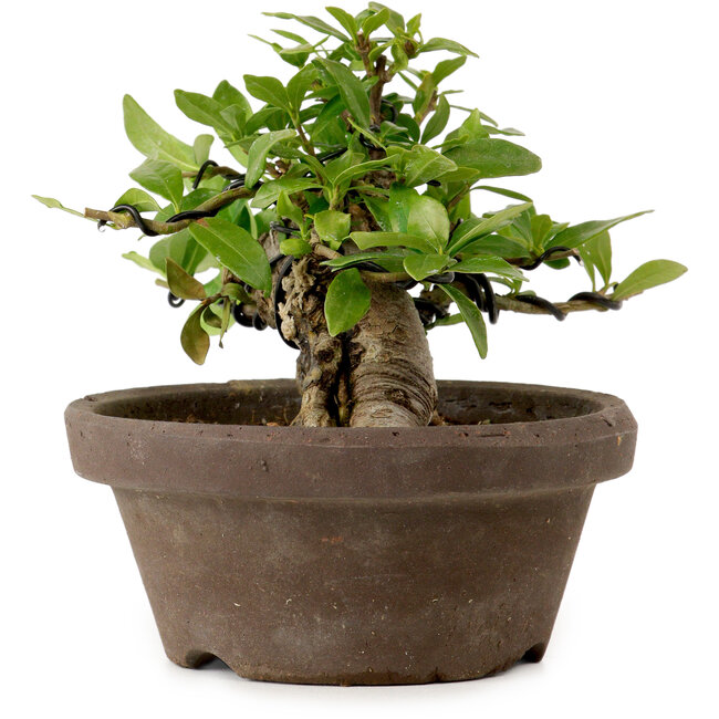 Gardenia jasminoides, 10 cm, ± 12 años de edad, con un nebari de 5 cm.