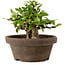 Gardenia jasminoides, 10 cm, ± 12 ans, avec un nebari de 5 cm