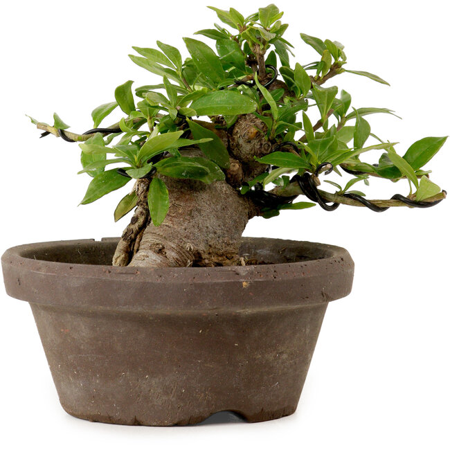 Gardenia jasminoides, 10 cm, ca. 12 Jahre alt, mit einem Wurzelhals von 5 cm