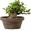 Gardenia jasminoides, 10 cm, ± 12 ans, avec un nebari de 5 cm