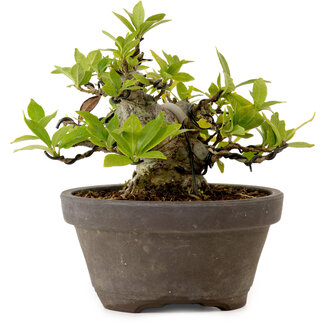 Gardenie (Gardenia jasminoides), 10 cm, ca. 12 Jahre alt