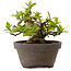 Gardenia jasminoides, 10 cm, ± 12 ans, avec un nebari de 5 cm