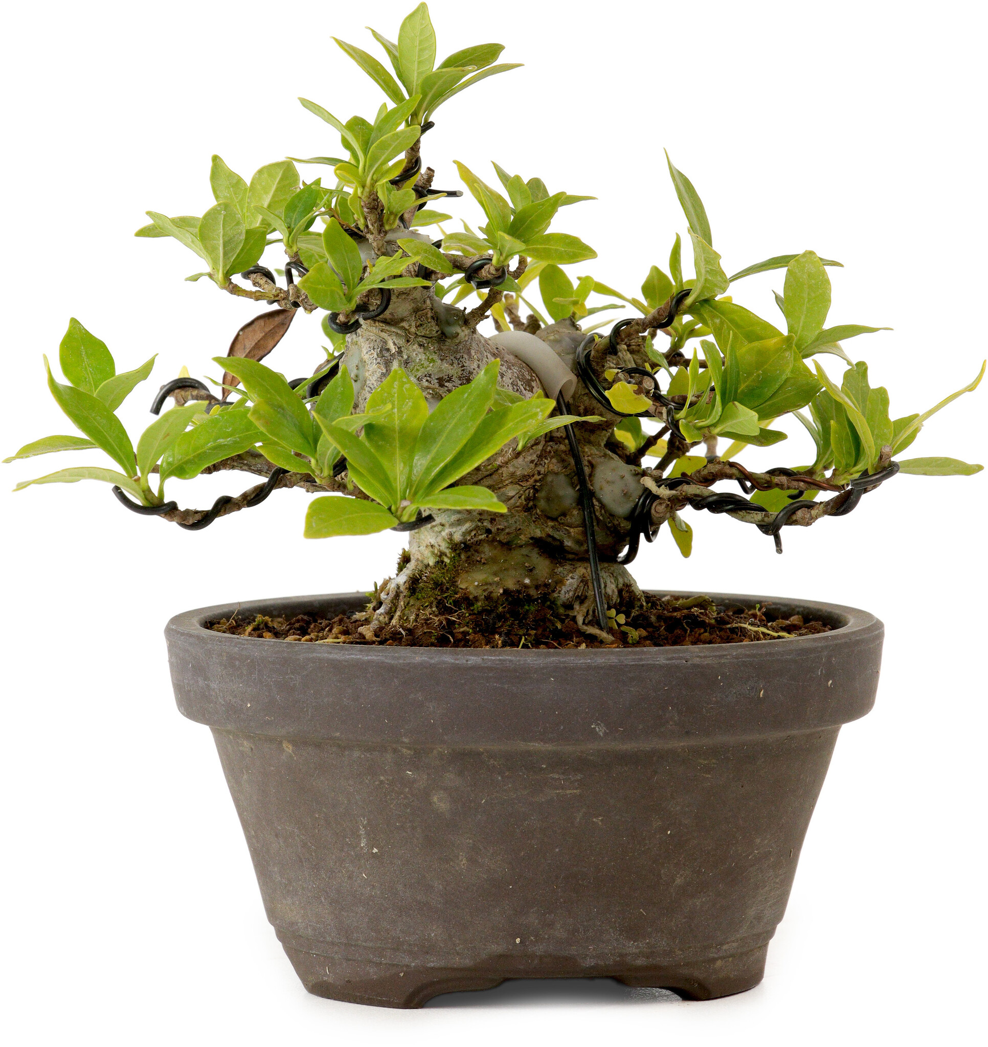 Gardenia jasminoides, 10 cm, ± 12 jaar oud, met een nebari van 5 cm ...
