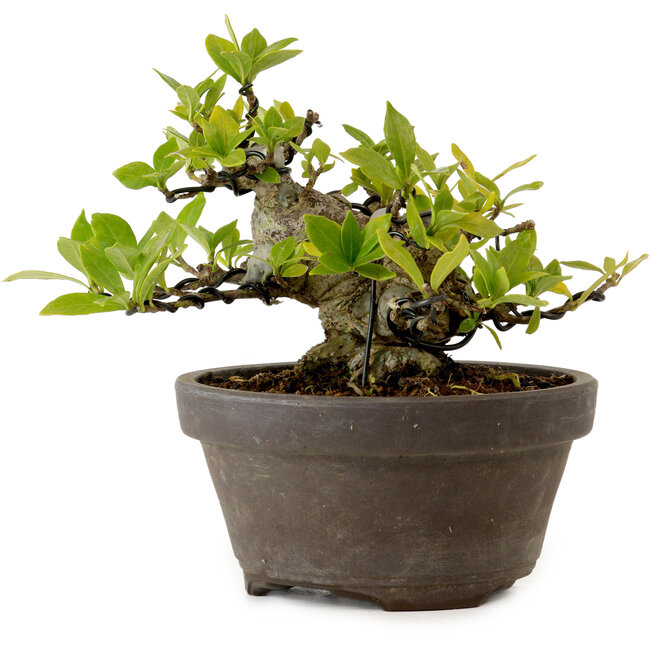 Gardenia jasminoides, 10 cm, ca. 12 Jahre alt, mit einem Wurzelhals von 5 cm