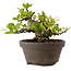 Gardenia jasminoides, 10 cm, ± 12 ans, avec un nebari de 5 cm