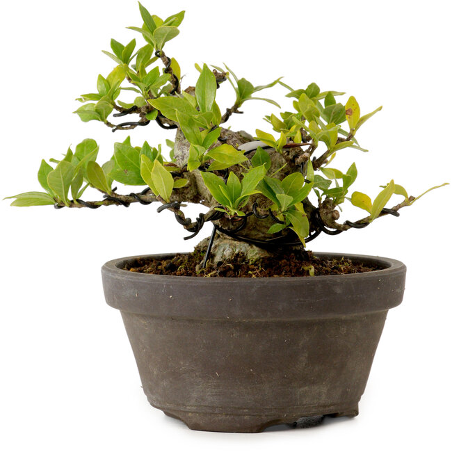 Gardenia jasminoides, 10 cm, ± 12 jaar oud, met een nebari van 5 cm.