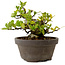 Gardenia jasminoides, 10 cm, ± 12 ans, avec un nebari de 5 cm