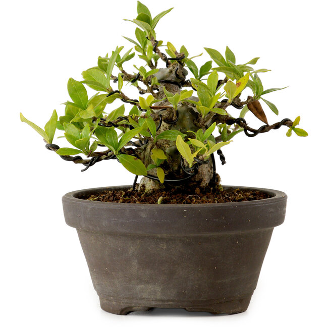 Gardenia jasminoides, 10 cm, ± 12 años de edad, con un nebari de 5 cm.