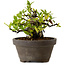 Gardenia jasminoides, 10 cm, ± 12 ans, avec un nebari de 5 cm