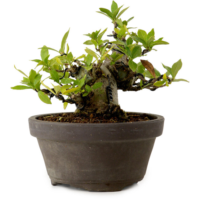 Gardenia jasminoides, 10 cm, ± 12 años de edad, con un nebari de 5 cm.