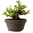 Gardenia jasminoides, 10 cm, ± 12 ans, avec un nebari de 5 cm