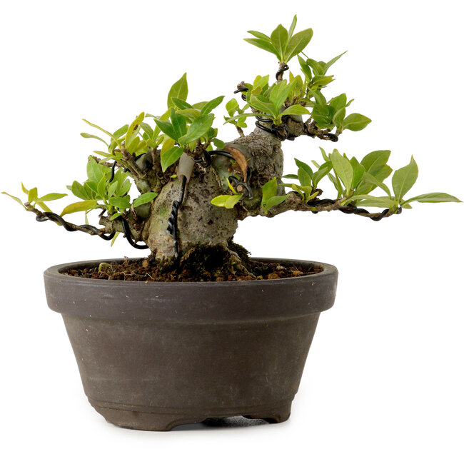 Gardenia jasminoides, 10 cm, ± 12 ans, avec un nebari de 5 cm