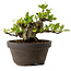 Gardenia jasminoides, 10 cm, ± 12 ans, avec un nebari de 5 cm