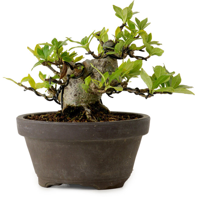 Gardenia jasminoides, 10 cm, ± 12 years old, with a nebari of 5 cm