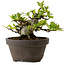 Gardenia jasminoides, 10 cm, ± 12 ans, avec un nebari de 5 cm