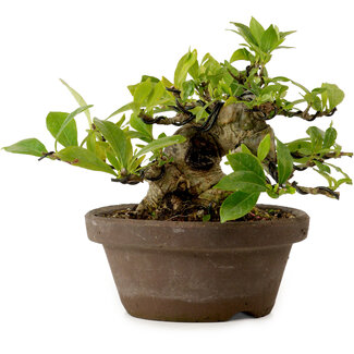 Gardenia jasminoides, 11 cm, ± 12 jaar oud