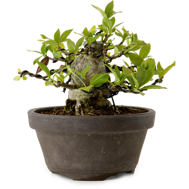 Gardenia jasminoides, 10 cm, ± 12 jaar oud, met een nebari van 5 cm.