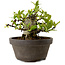 Gardenia jasminoides, 10 cm, ± 12 ans, avec un nebari de 5 cm