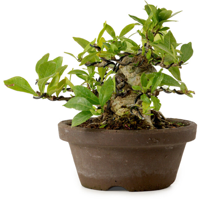 Gardenia jasminoides, 11 cm, ca. 12 Jahre alt, mit einem Wurzelhals von 9 cm