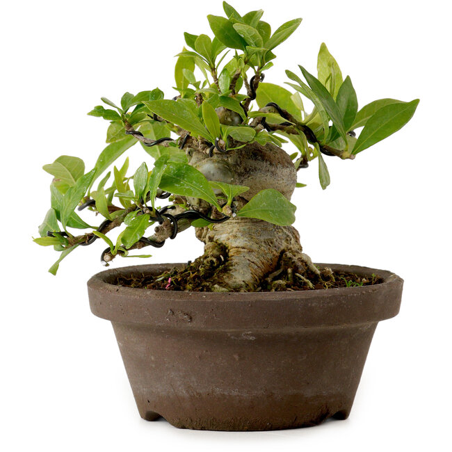 Gardenia jasminoides, 11 cm, ± 12 jaar oud, met een nebari van 9 cm.