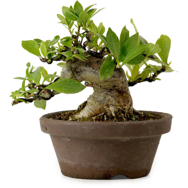 Gardenia jasminoides, 11 cm, ca. 12 Jahre alt, mit einem Wurzelhals von 9 cm