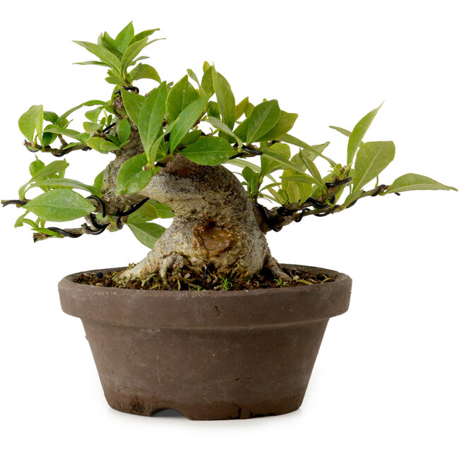 Gardenia jasminoides, 11 cm, ca. 12 Jahre alt, mit einem Wurzelhals von 9 cm