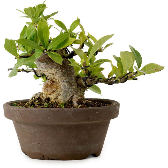 Gardenia jasminoides, 11 cm, ± 12 jaar oud, met een nebari van 9 cm.