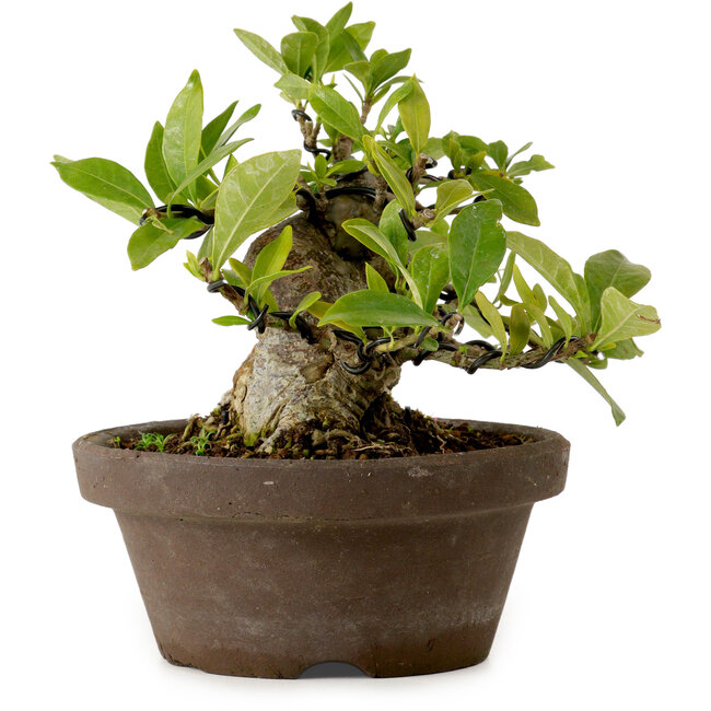 Gardenia jasminoides, 11 cm, ± 12 jaar oud, met een nebari van 9 cm.