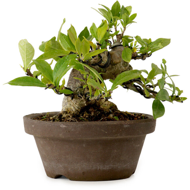 Gardenia jasminoides, 11 cm, ± 12 anni, con nebari di 9 cm