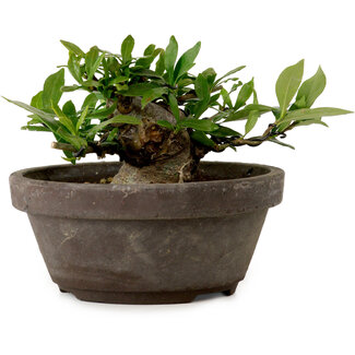 Gardenia jasminoides, 8 cm, ± 12 años de edad